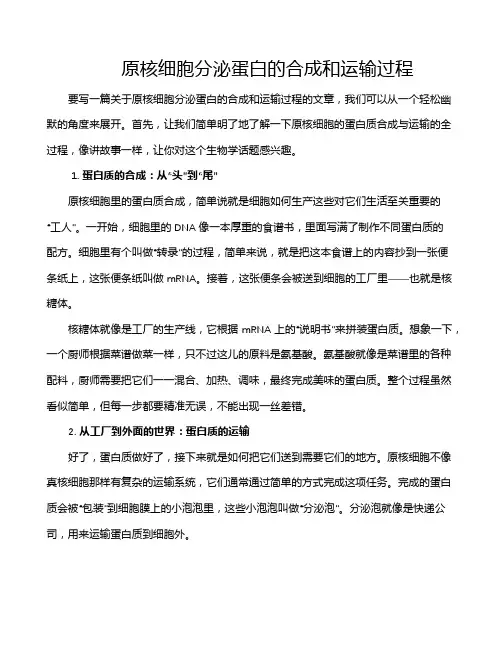 原核细胞分泌蛋白的合成和运输过程
