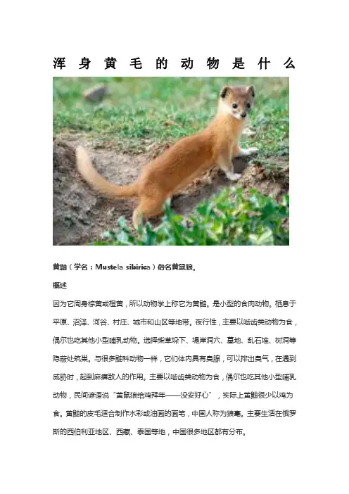 浑身黄毛的动物是什么