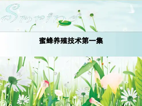 蜜蜂养殖技术PPT课件