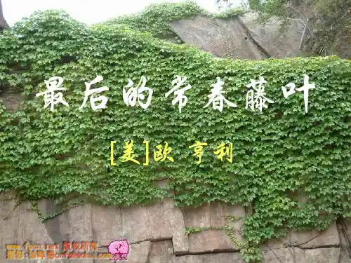 最后的常春藤叶ppt课件