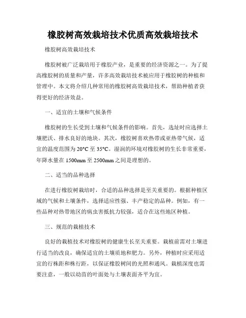 橡胶树高效栽培技术优质高效栽培技术