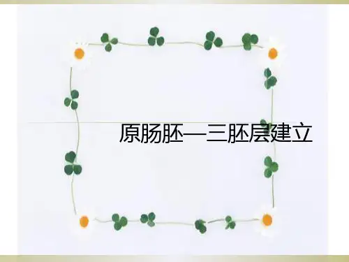 胚胎的早期发育--原肠胚PPT课件