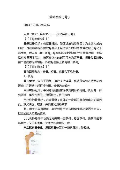 运动系统（骨）