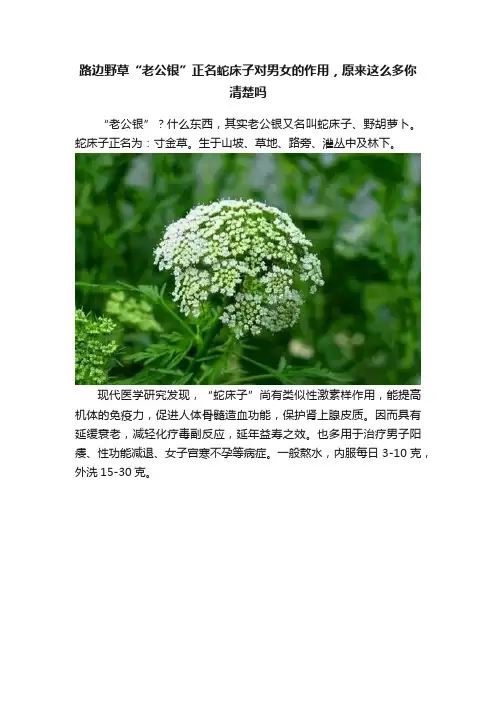 路边野草“老公银”正名蛇床子对男女的作用，原来这么多你清楚吗