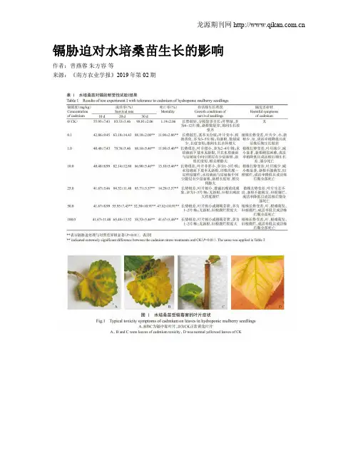 镉胁迫对水培桑苗生长的影响