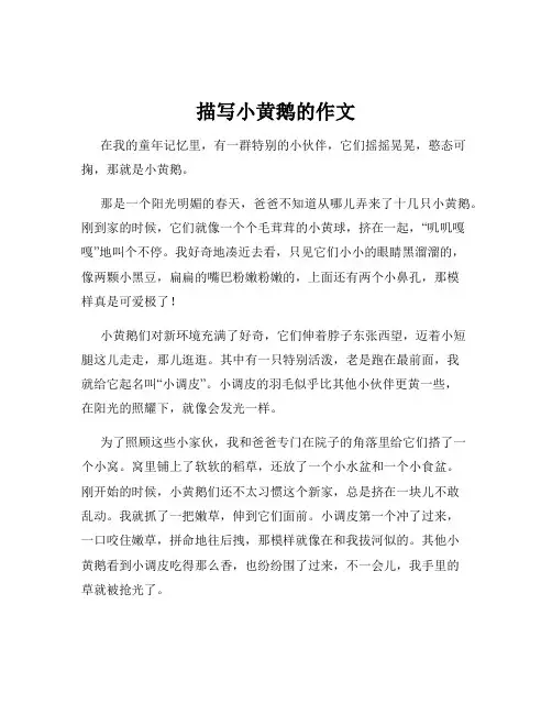 描写小黄鹅的作文