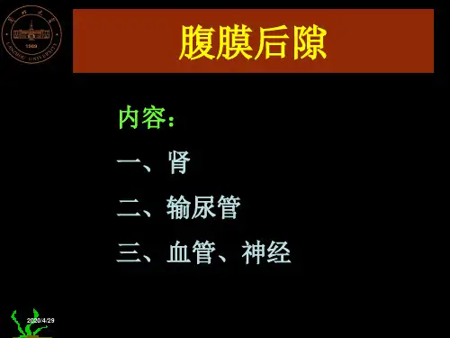 腹膜后隙解剖【医学PPT课件】