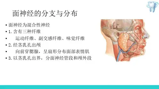 口腔颌面颈部系统解剖—神经(口腔解剖生理学)