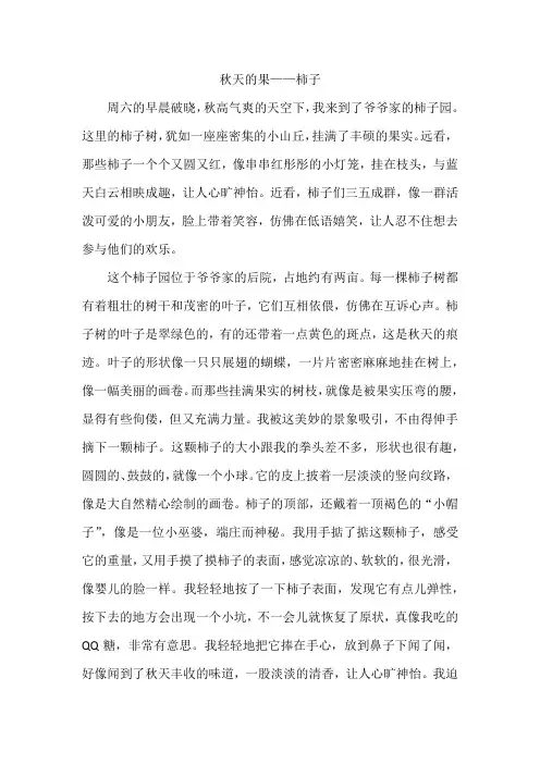 秋天的果——柿子