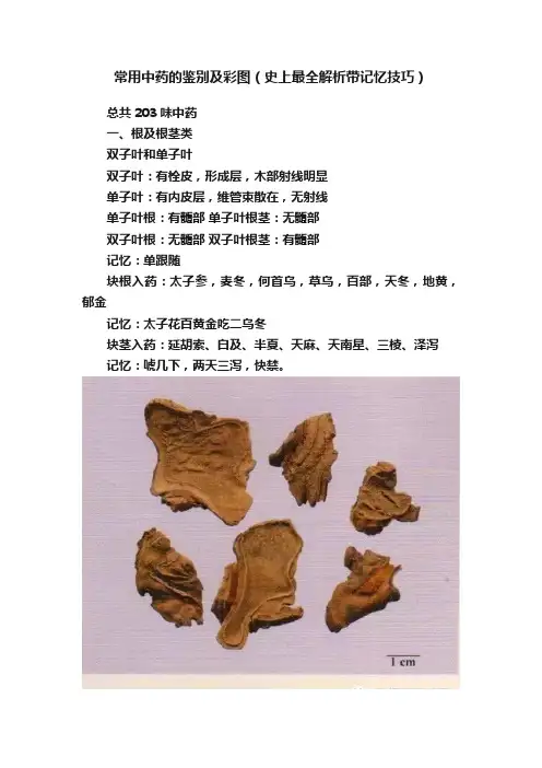 常用中药的鉴别及彩图（史上最全解析带记忆技巧）