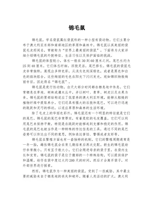锦毛鼠  