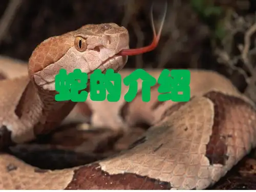 蛇的介绍PPT课件