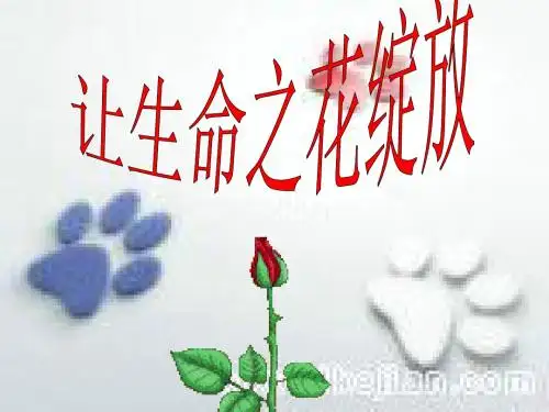 让生命之花绽放ppt优秀课件16 人教版