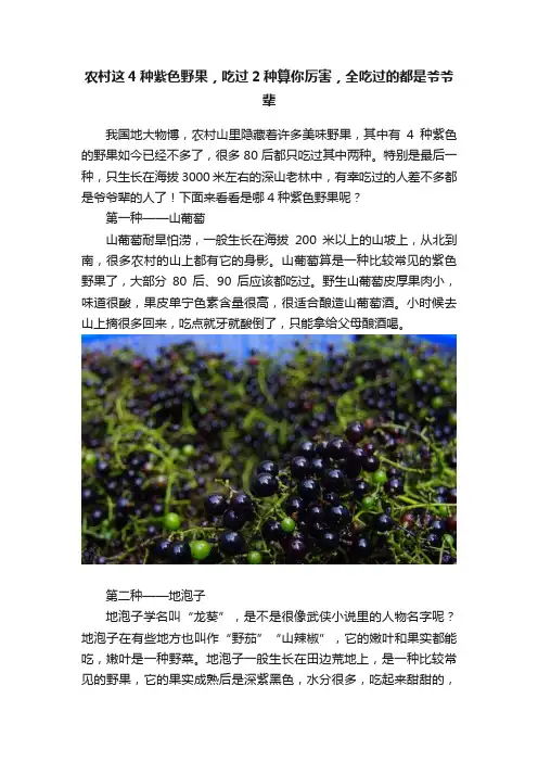 农村这4种紫色野果，吃过2种算你厉害，全吃过的都是爷爷辈