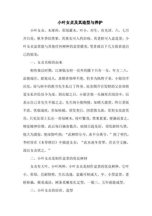 小叶女贞及其造型与养护