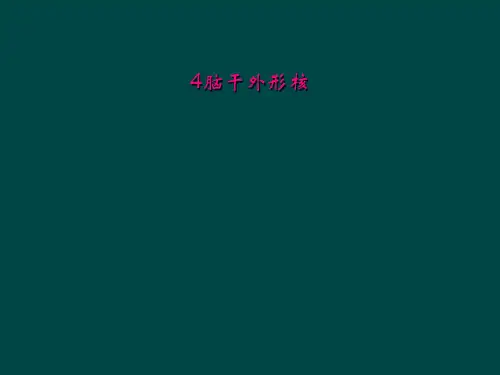 4脑干外形核