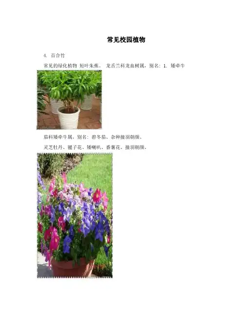 常见校园植物