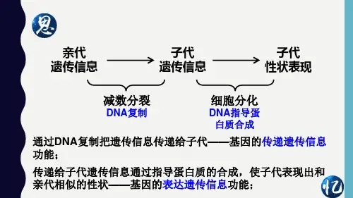 4.2基因对性状的控制—人教版高中生物必修二课件(共27张PPT)