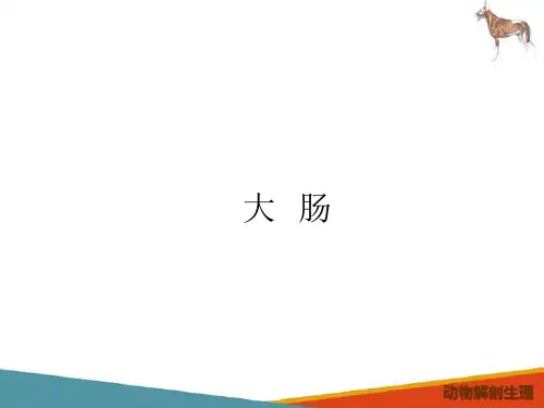 动物消化系统—消化系统解剖(动物解剖生理课件)