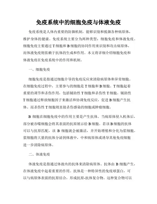 免疫系统中的细胞免疫与体液免疫