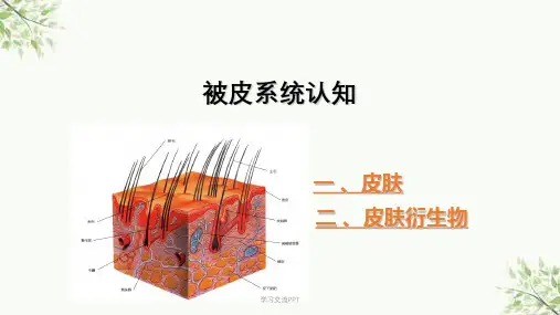 被皮系统课件