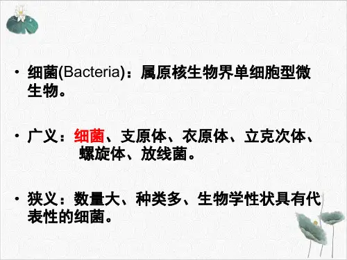 细菌的形态结构PPT.