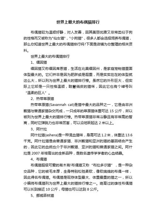 世界上最大的布偶猫排行
