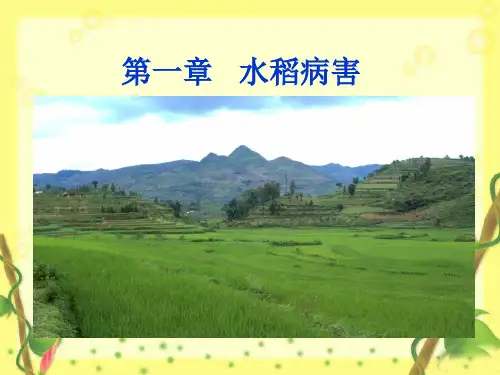 水稻病害
