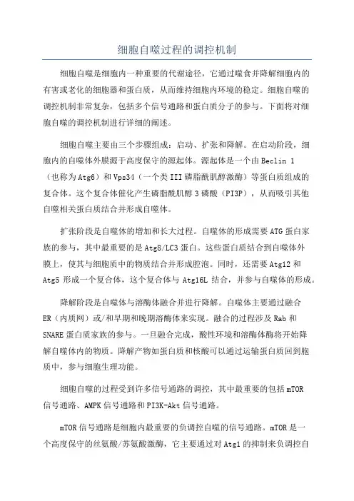 细胞自噬过程的调控机制