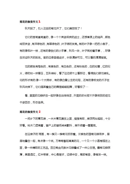菊花的触觉作文