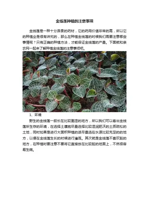 金线莲种植的注意事项