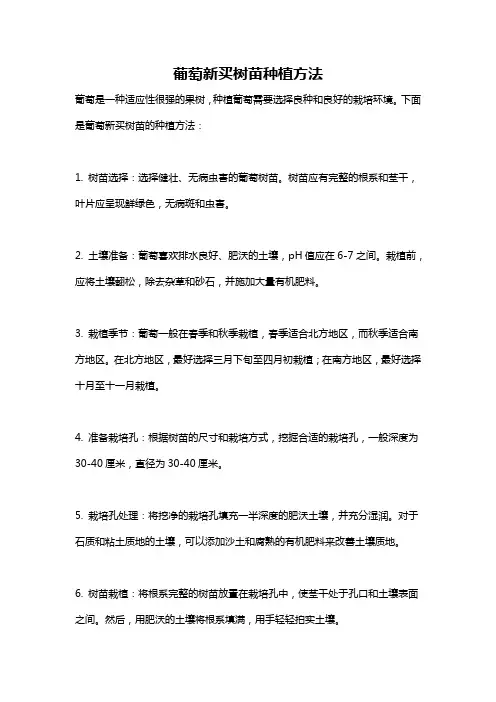 葡萄新买树苗种植方法