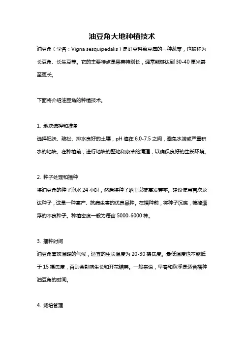 油豆角大地种植技术