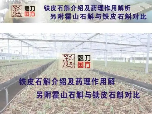 铁皮石斛介绍对应症