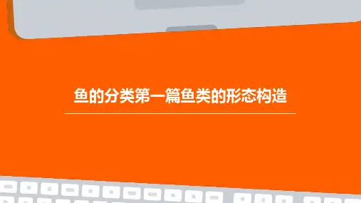 鱼的分类第一篇鱼类的形态构造