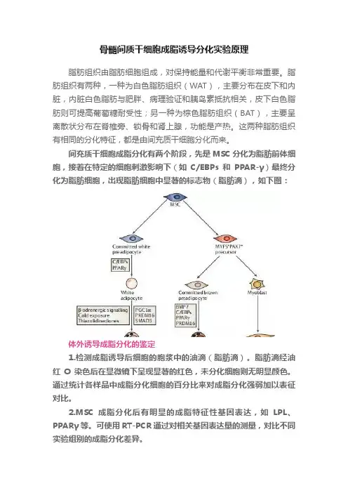 骨髓间质干细胞成脂诱导分化实验原理