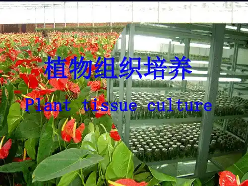 植物组织培养第8章突变体的诱导与选择