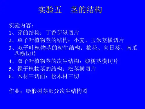 实验五_茎的形态和结构