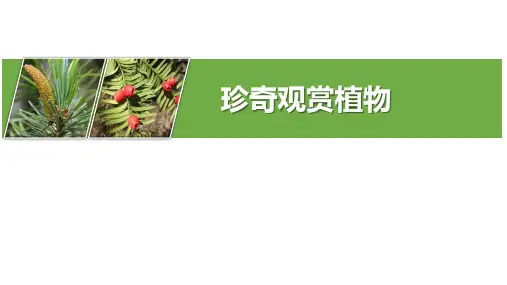 珍奇观赏植物之珍稀濒危植物