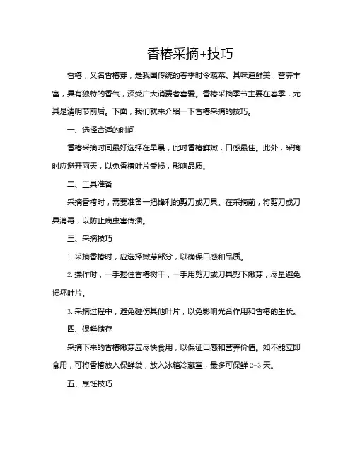 香椿采摘+技巧