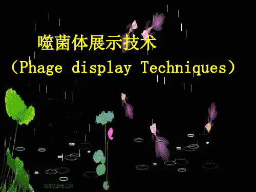 噬菌体展示技术