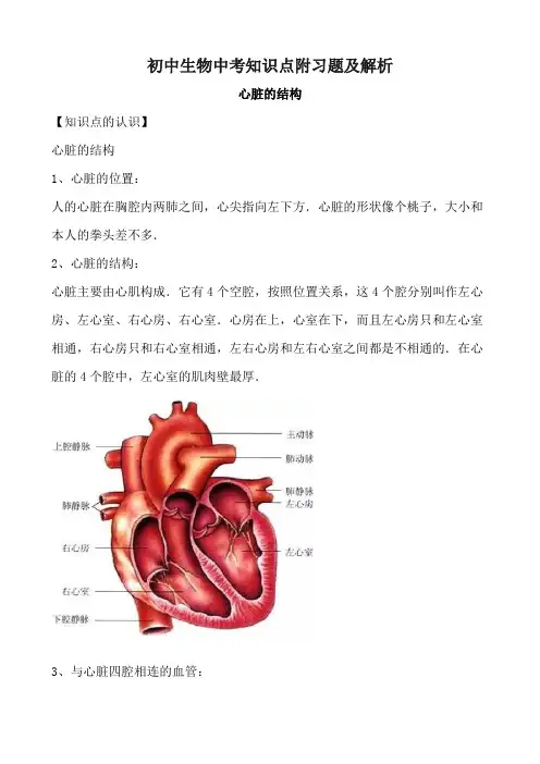 初中生物中考知识点附习题及解析——心脏的结构