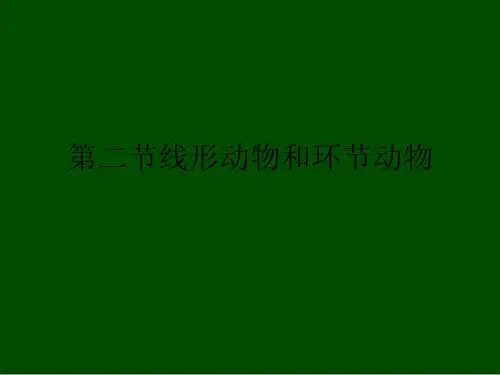 线形动物和环节动物