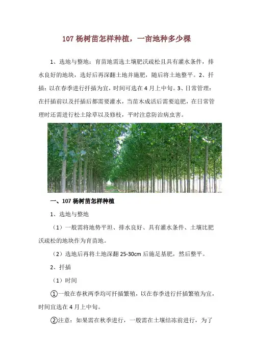 107杨树苗怎样种植,一亩地种多少棵