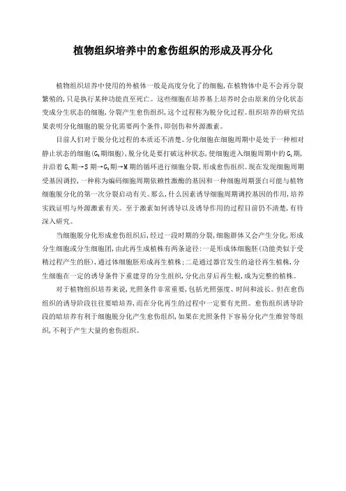 植物组织培养中的愈伤组织的形成及再分化