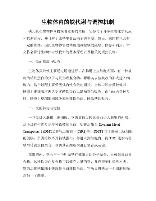 生物体内的铁代谢与调控机制