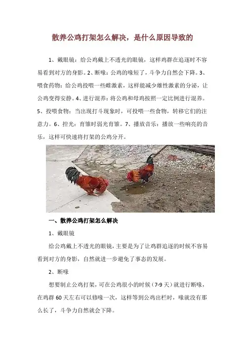 散养公鸡打架怎么解决,是什么原因导致的