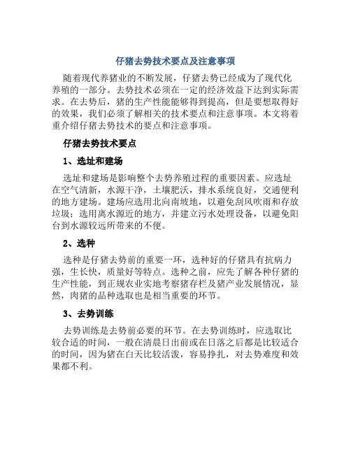 仔猪去势技术要点及注意事项