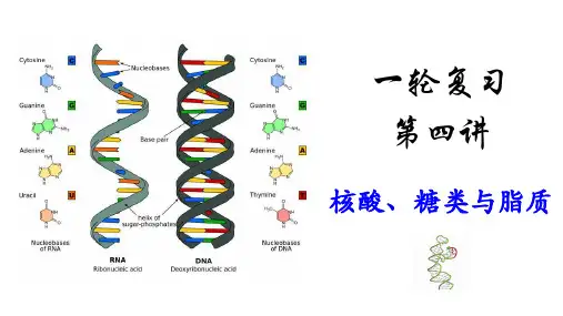 2023届高三生物一轮复习课件： 第五讲 核酸、糖类、脂质 