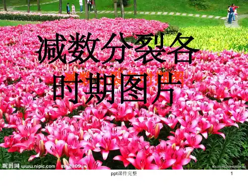 减数分裂各时期图ppt课件